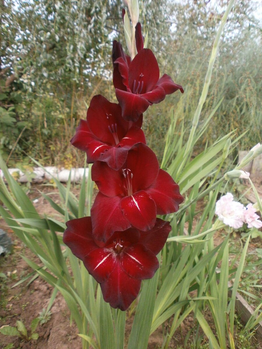 Маршал Жуков 