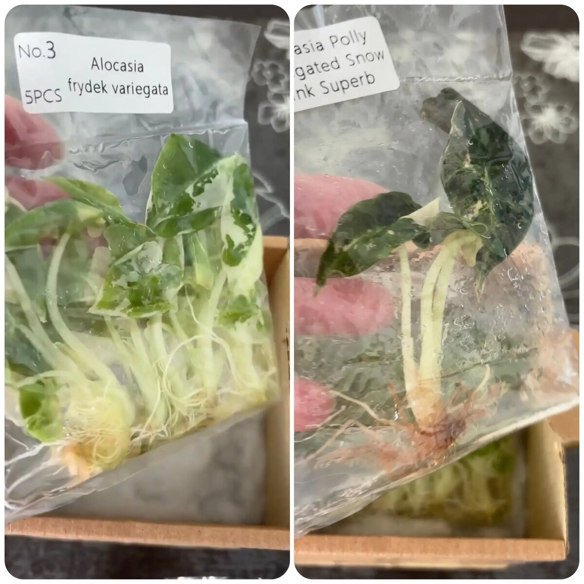 Клоны в питательной среде.