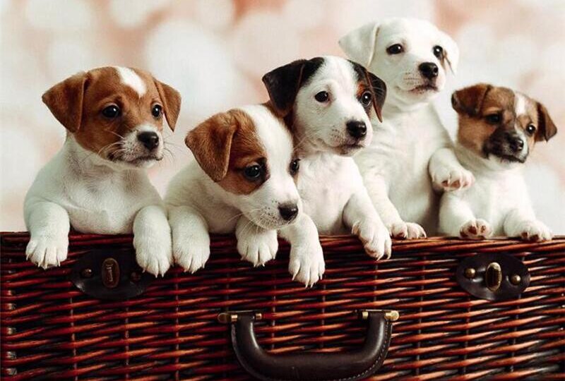 Дни адаптации щенка джек‑рассел‑терьера в новом доме