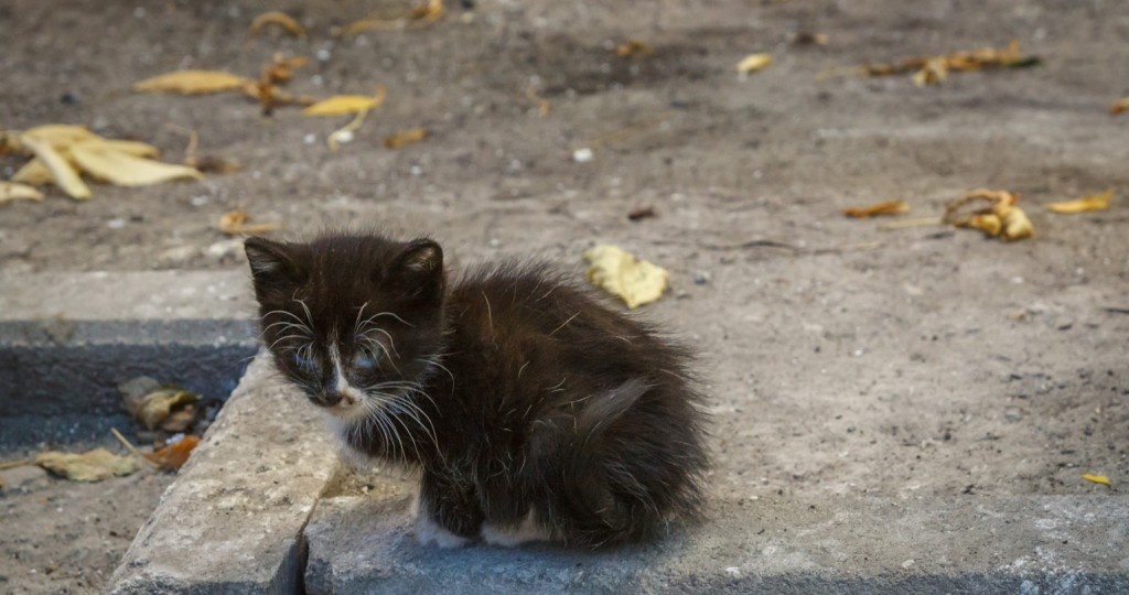 Что делать, если вы подобрали бездомного котёнка: полный гид с советами и интересными фактами