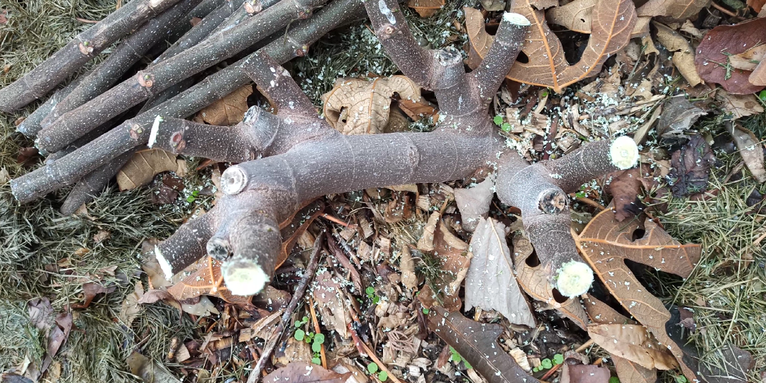 Схема формирования инжира: «Метод возобновляемого низкого куста»