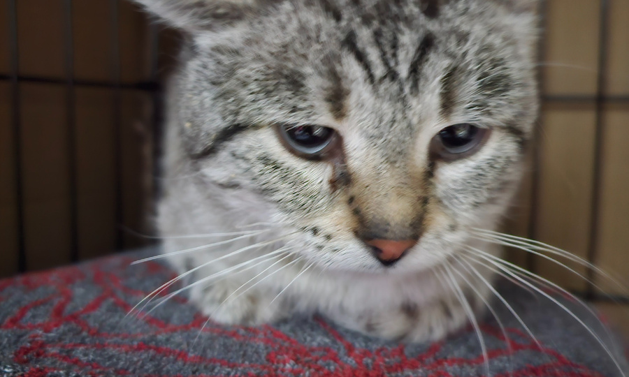 Я пишу это письмо лапой, потому что очень боюсь не дожить до лета...