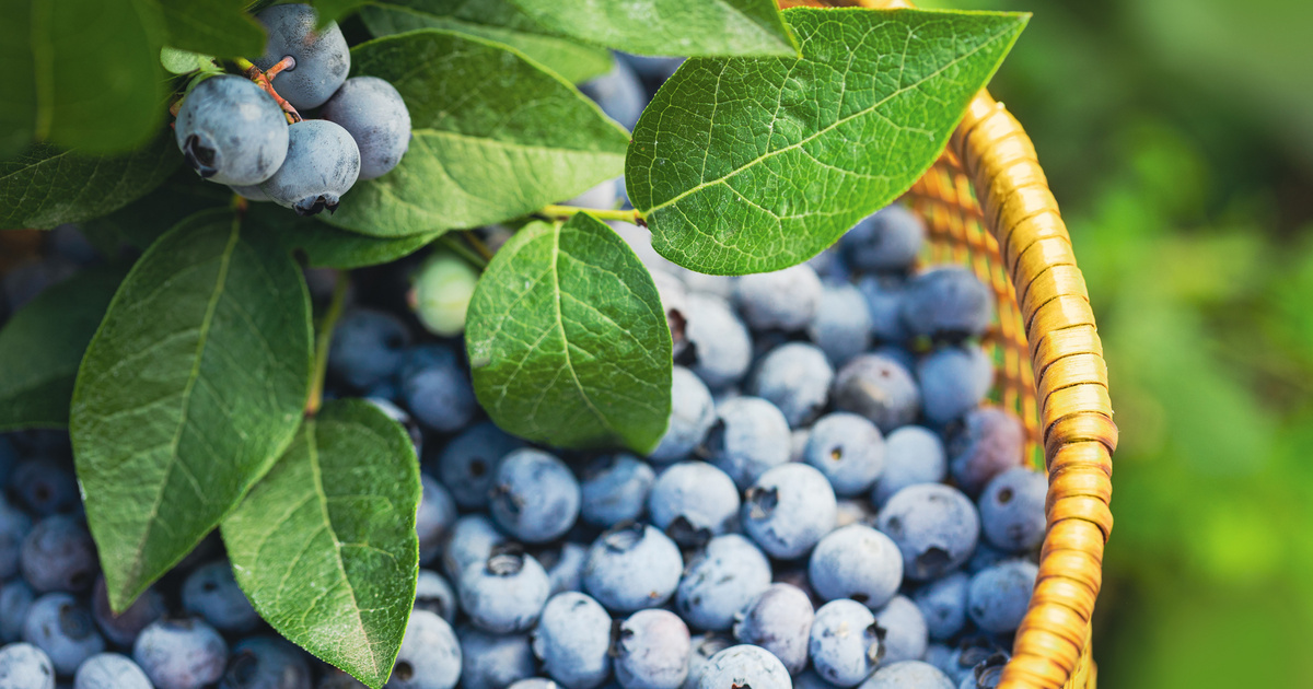 Грамотная подкормка растения — обильный урожай