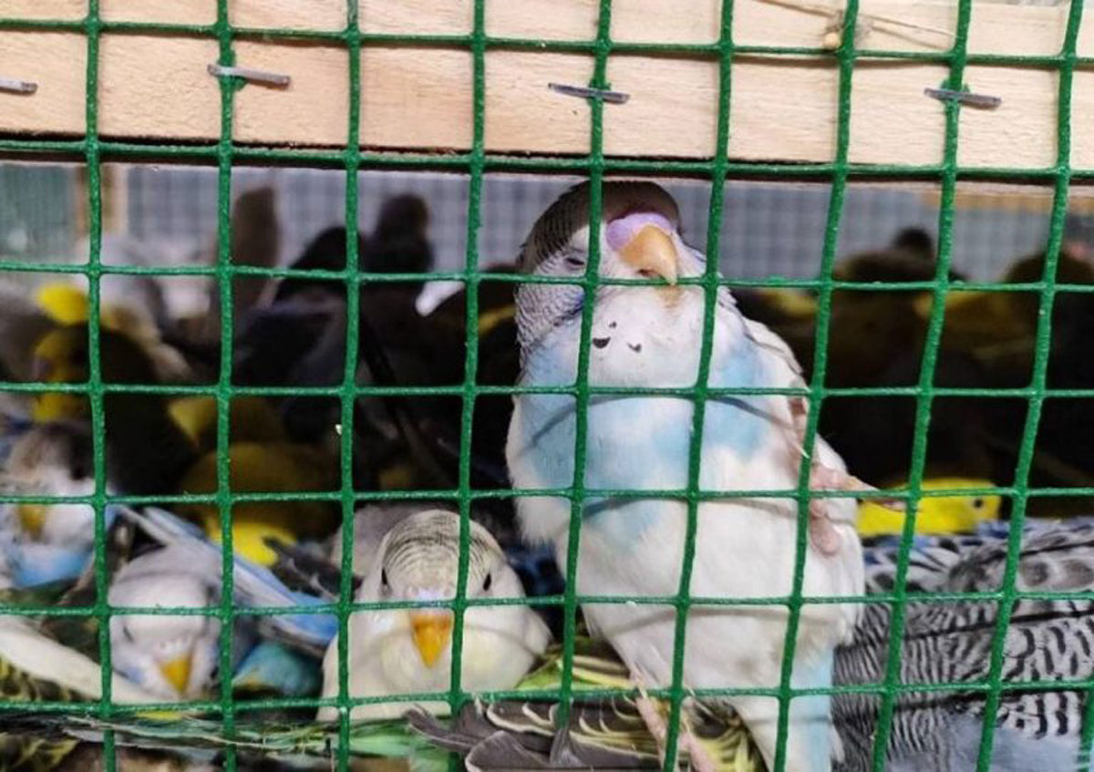    В Екатеринбург ввезли более 500 попугаев из Краснодарского края