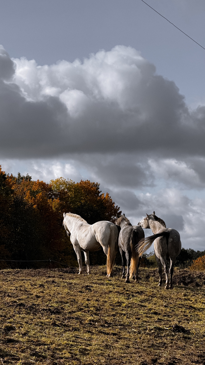 Командообразование в природе