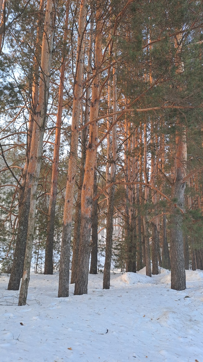 Лес встречает солнышко, за деревьями туман (здесь и далее все фото сделаны автором статьи)