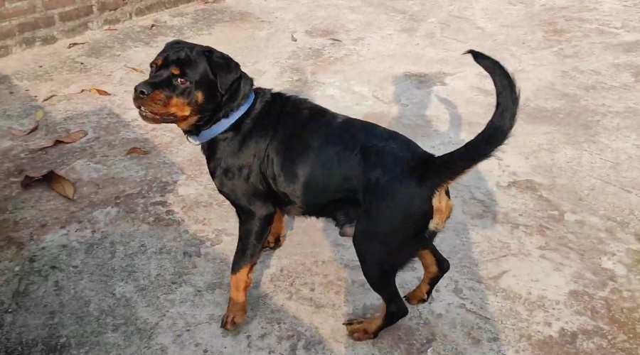 Ротвейлер требует меньшей активности.