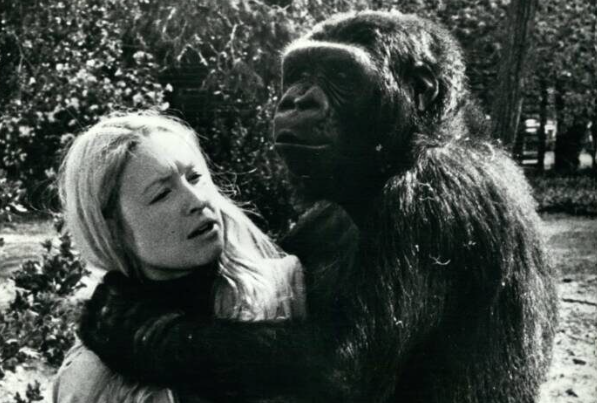 Как обезьяна, умеющая говорить, объяснила людям смерть