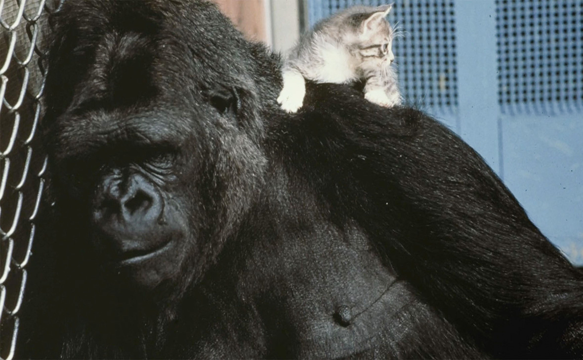 Коко и котёнок. Источник: Gorilla Foundation