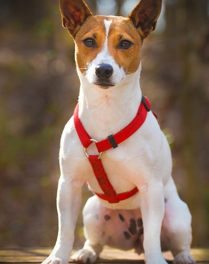 Почему у джек‑рассел‑терьера выпрямляются уши