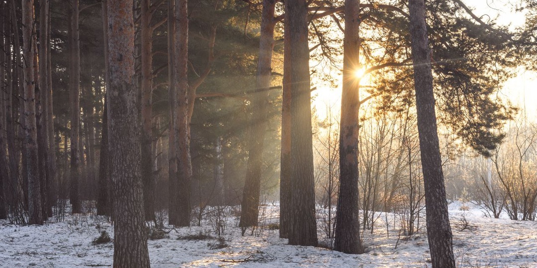 Лесной свет