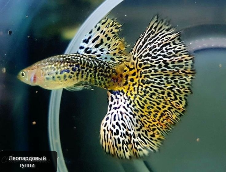 Знакомьтесь: главный герой нашего рассказа. Несмотря на скромные размеры, эта рыбка способна на великие открытия