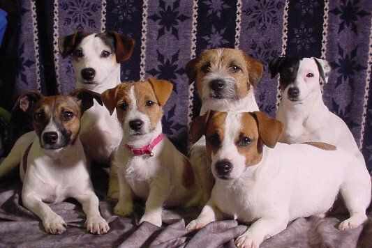 У меня дома 3 джек‑рассел‑терьера