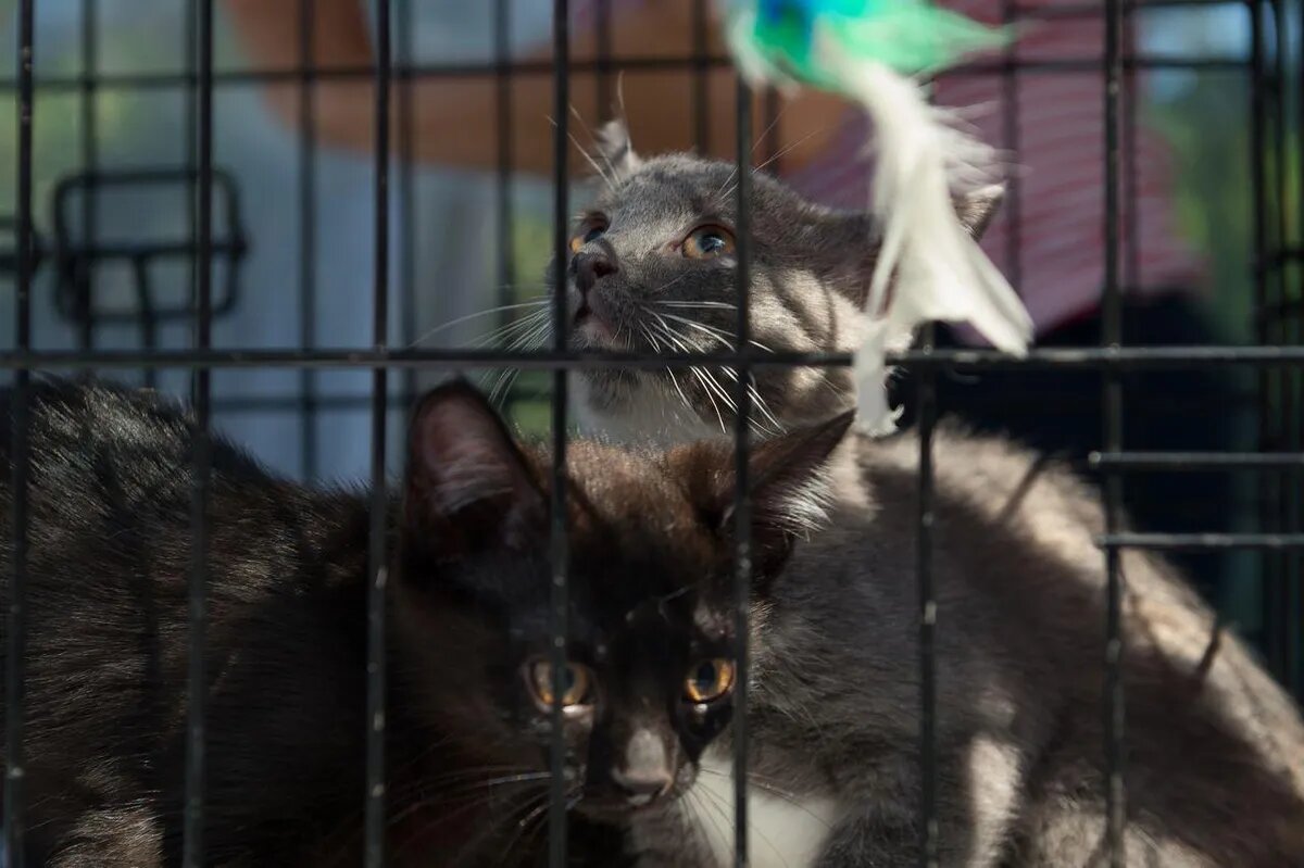 1 марта — национальный День кошек |Фото: Андрей Ткаченко