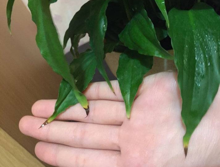 Кончики спатифилума чернеют не от воды!