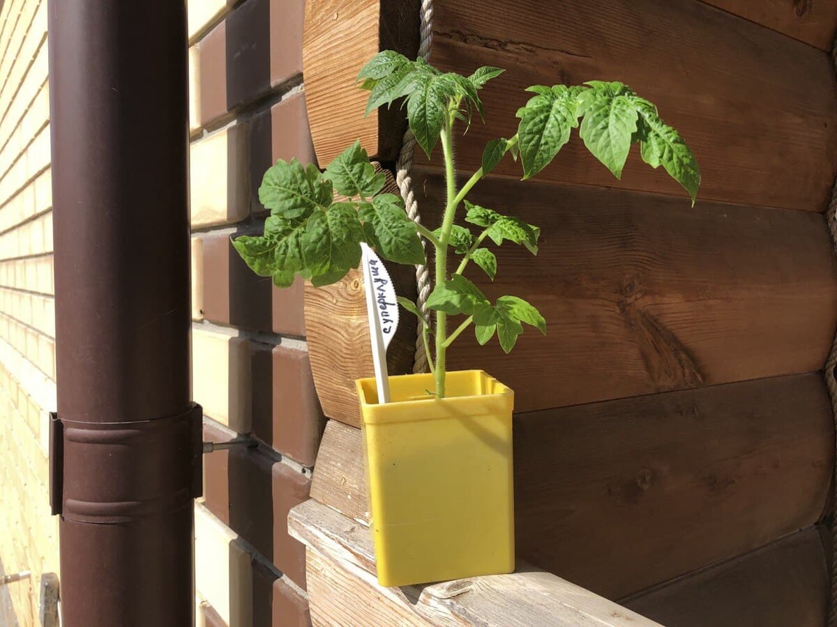 Рассада томата