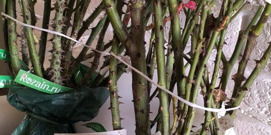 Что делать если саженцы роз пришли слишком рано.