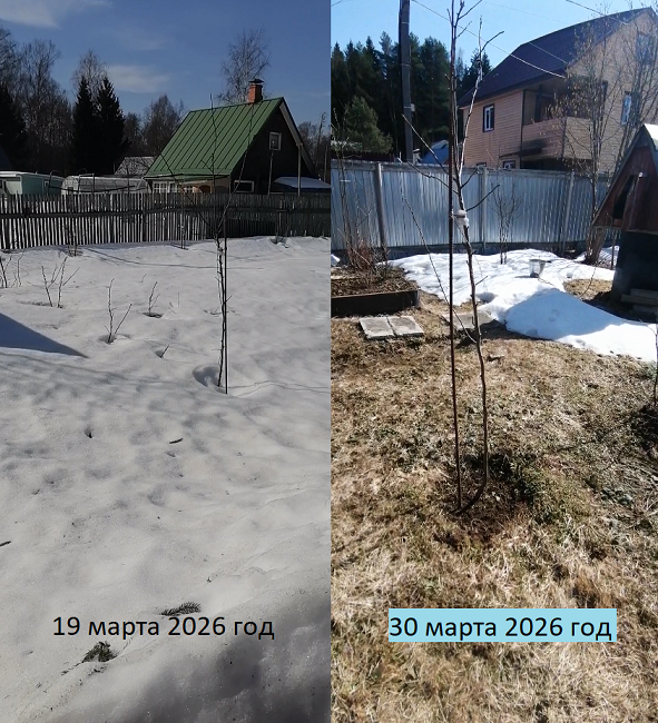 Вид на одну и ту же яблоньку с разных сторон.