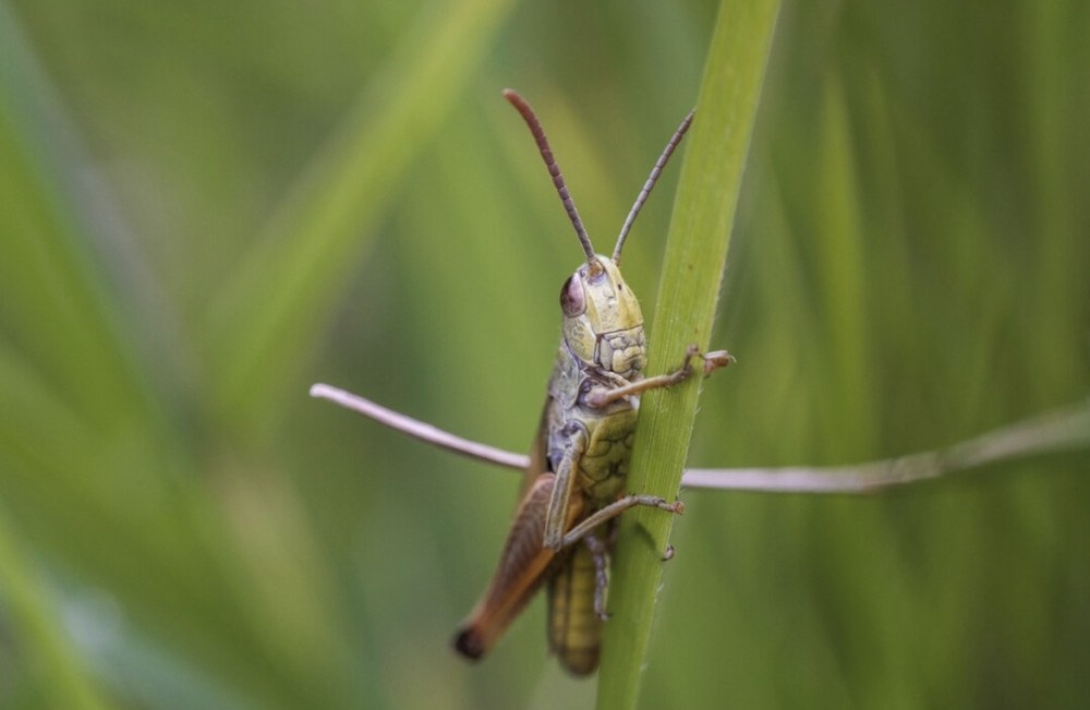    Нашествие саранчи вновь ожидают летом в Саратовской области
