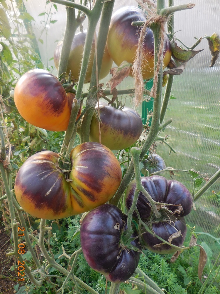 Послеобеденный Восторг