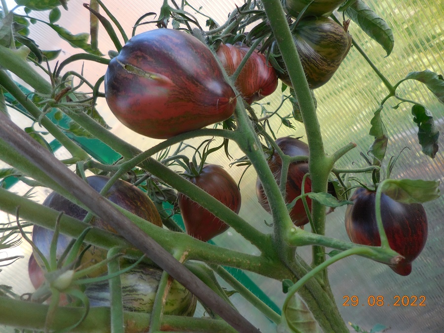 Мятежный Звёздный Истребитель