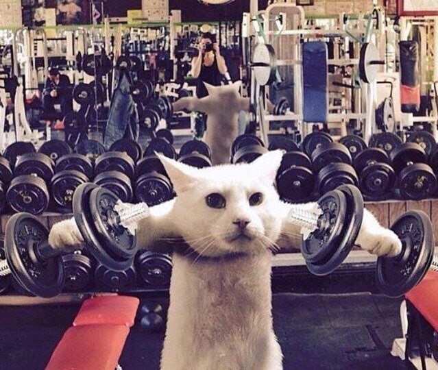 Базовые упражнения или изоляция?