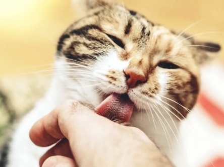 Зачем кошки лижут своих хозяев. Когда стоит начать волноваться из-за этого