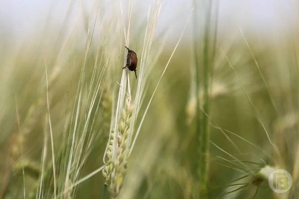    Фото: Дмитрий Рогулин / "Городские вести"