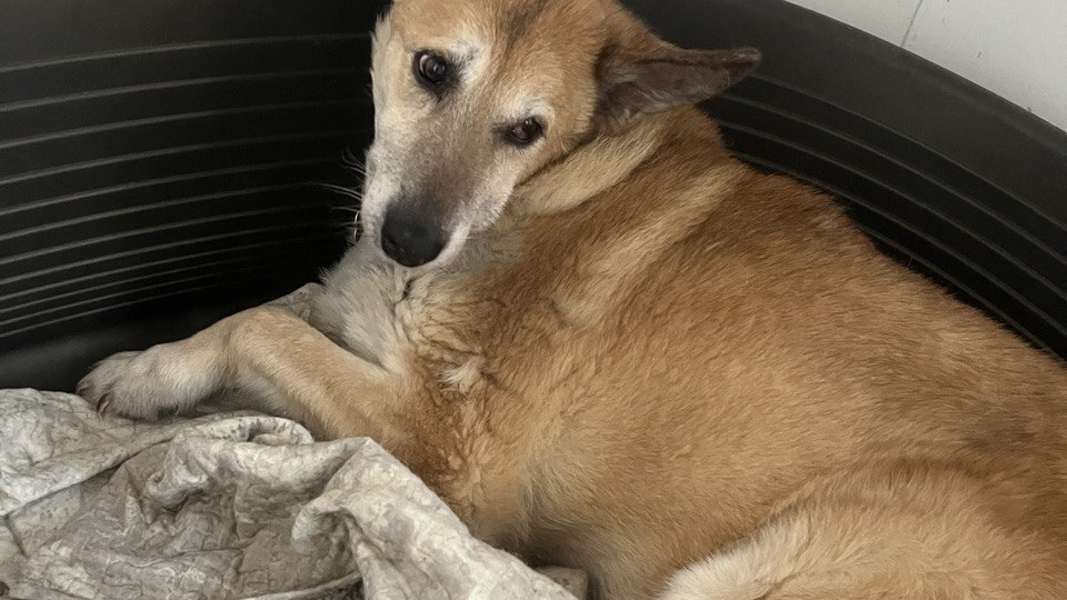 🆘 У нас беда 🆘