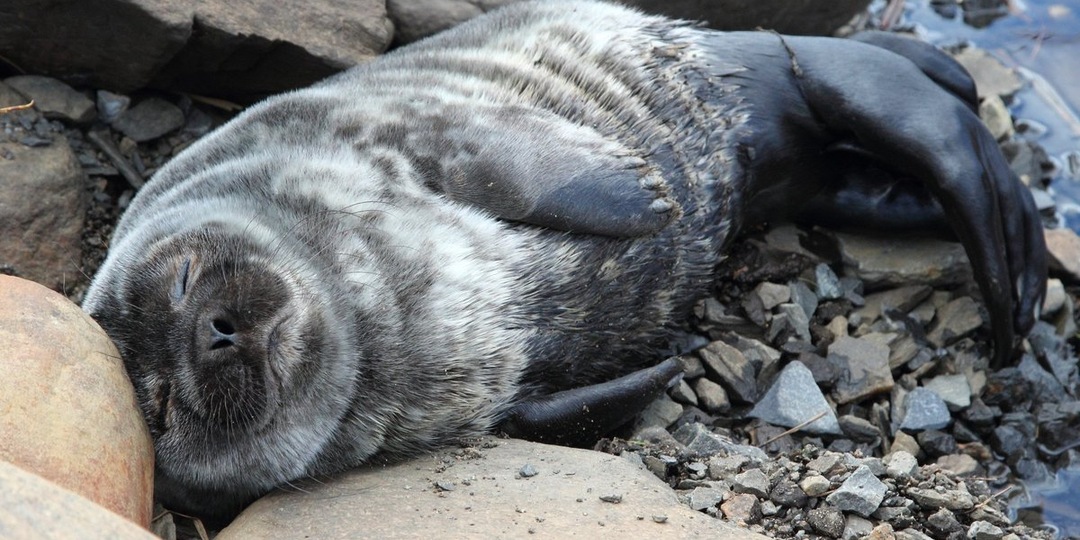Нежный груз на борту: патрульный корабль доставил в больницу раненого тюлененка
