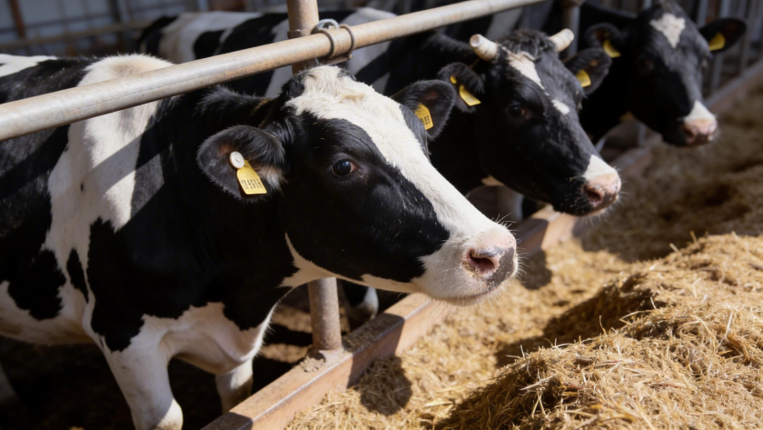    Коровы на животноводческой ферме | © РИА Новости / Виталий Белоусов