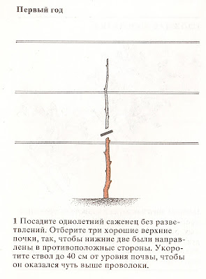 Как сделать пальметту из яблони и груши