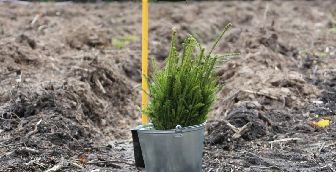    Фото: Рослесхоз