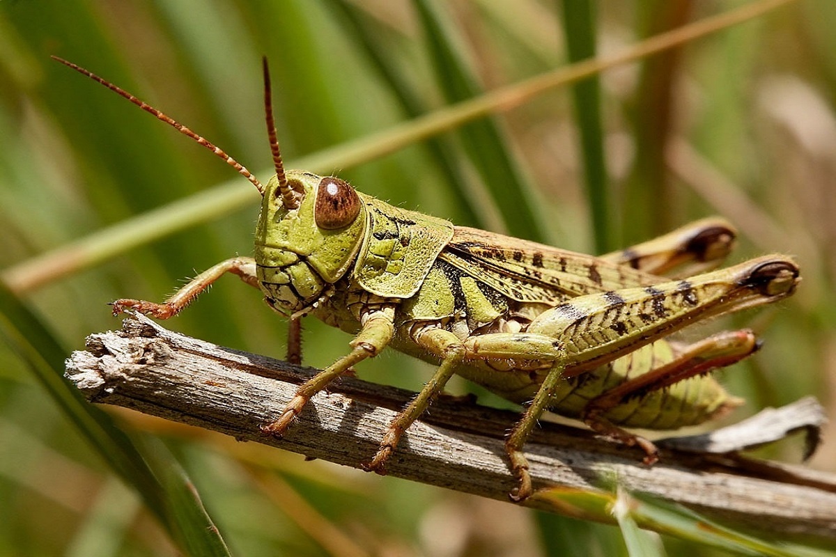    Фото: коллаж RuNews24.ru