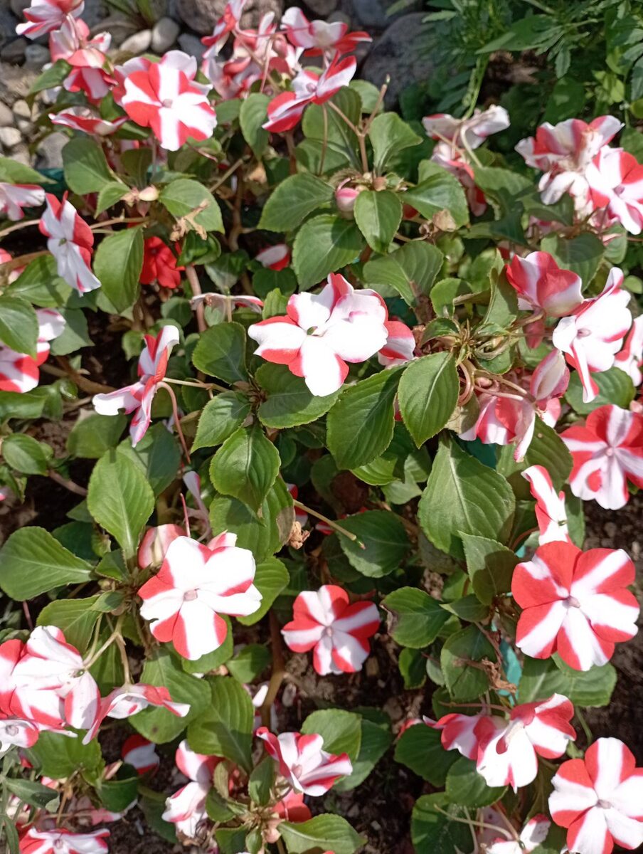 Бальзамин легко украсит клумбу или террасу