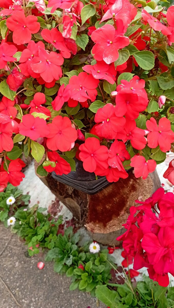 Бальзамин любит свежий воздух, поэтому летом его лучше выносить на балкон или улицу