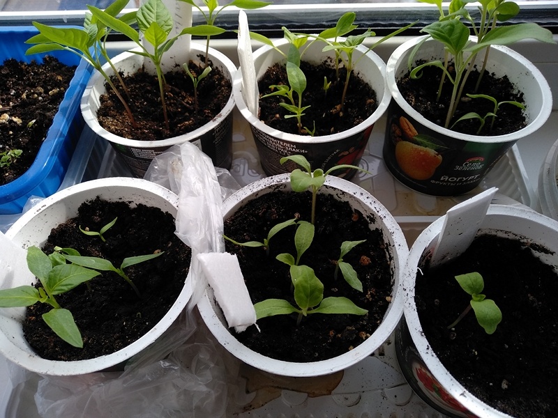 Рассада сладкого перца и баклажанов в середине марта