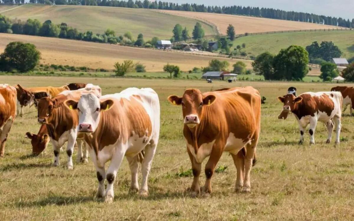    Приоритетами в АПК Орловской области на 2026 год станут развитие животноводства и запуск пяти высокотехнологичных агропредприятий за 23,5 млрд рублей Фото – Giga Chat