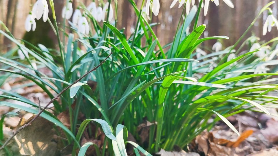 На смену пейзажу с окутанными снегом деревьями пришла нежная акварель весны