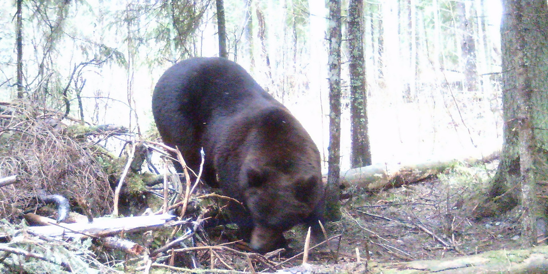 Поведение медведя при встрече с человеком и со следами его деятельности. Часть 1.