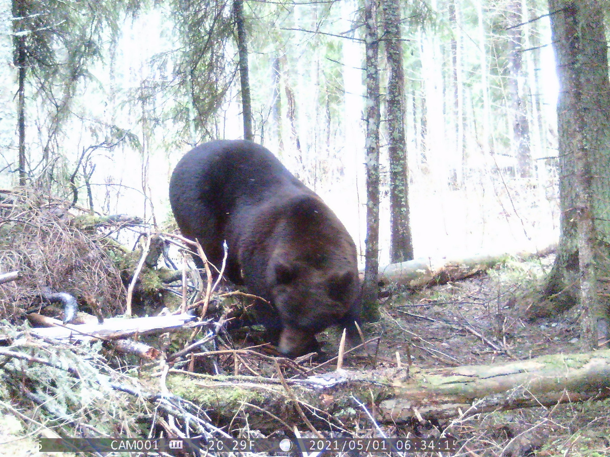 "Худой, голодный и злой" медведь обнаружил чем можно поживиться. Фото автора.