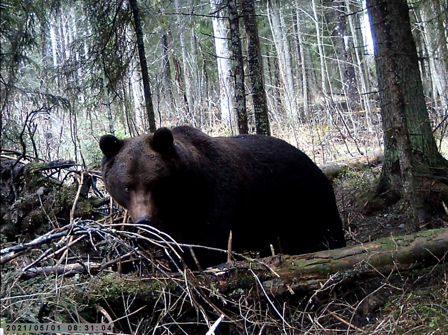 Медведь тчательно изучает обстановку. Фото автора.