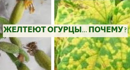 почему огурцы желтеют