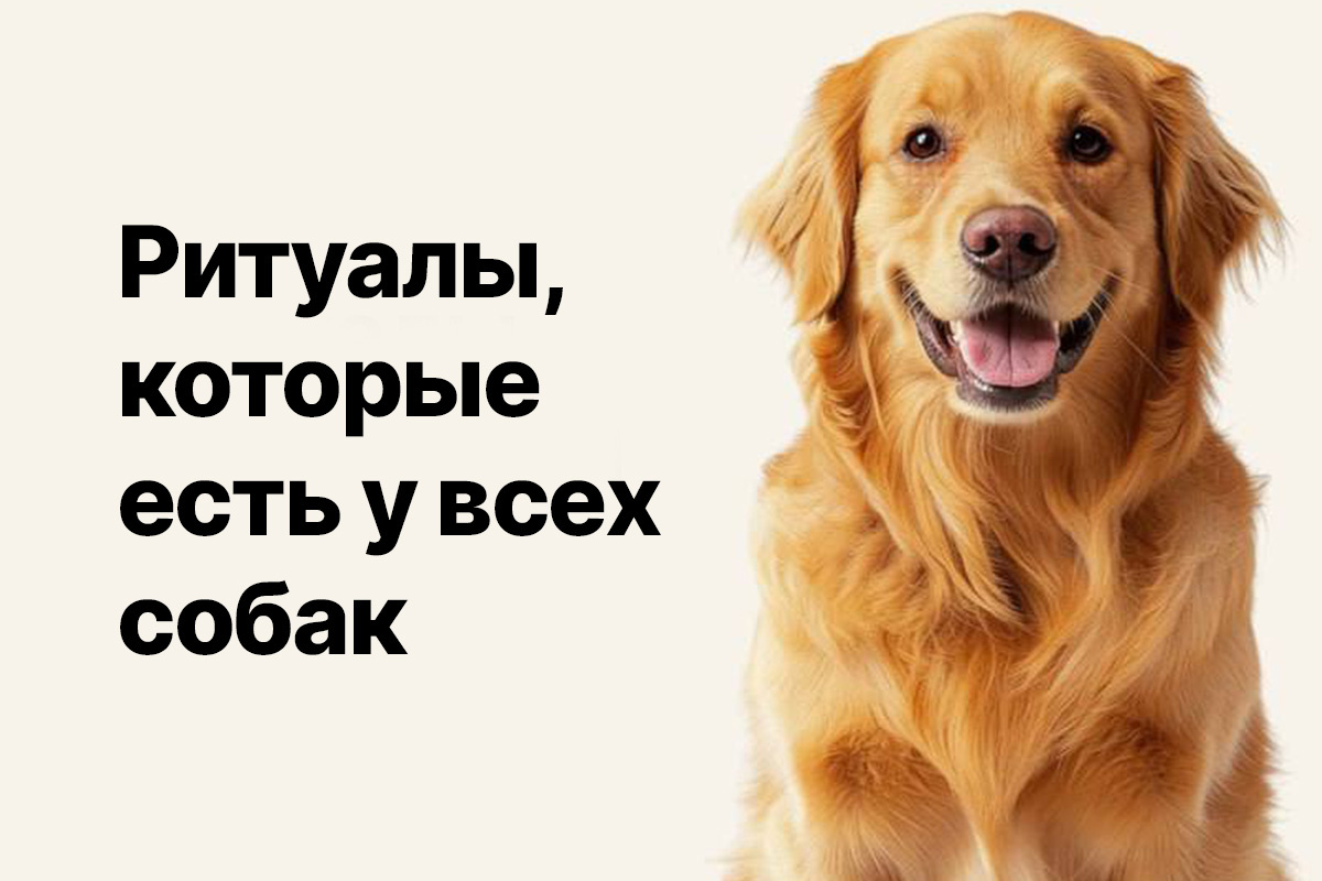 Стабильность в поведении хозяев и предсказуемость дают чувство безопасности для питомцев. 