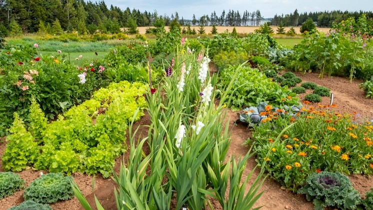Знакомая картина? Причина — не в сорте и не в почве