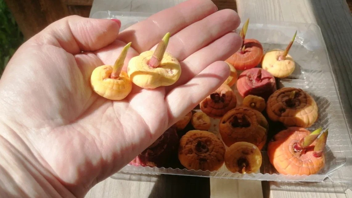 Влажное проращивание — луковица уходит в землю уже готовой к старту