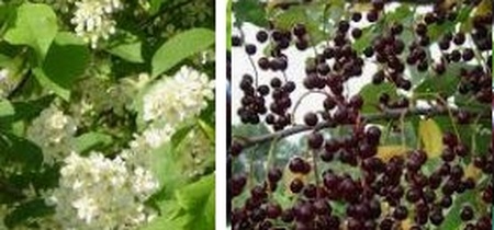 вишня магалебская - антипка