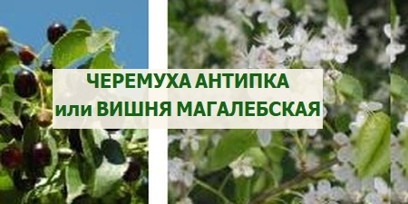 черемуха антипка - вишня магалебская
