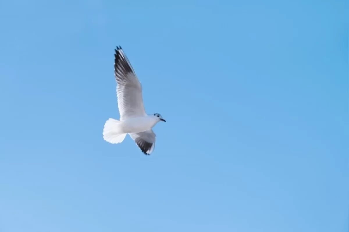    В четырех районах Татарстана заметили перелетных птиц