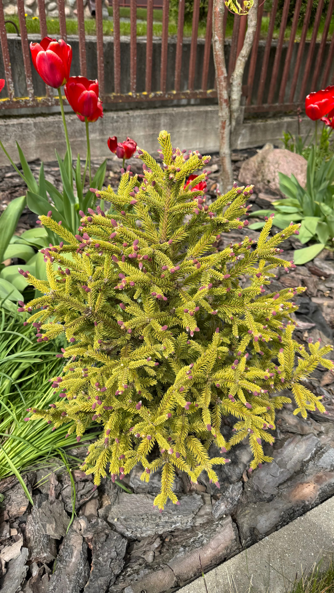 ель Екатерина Ко